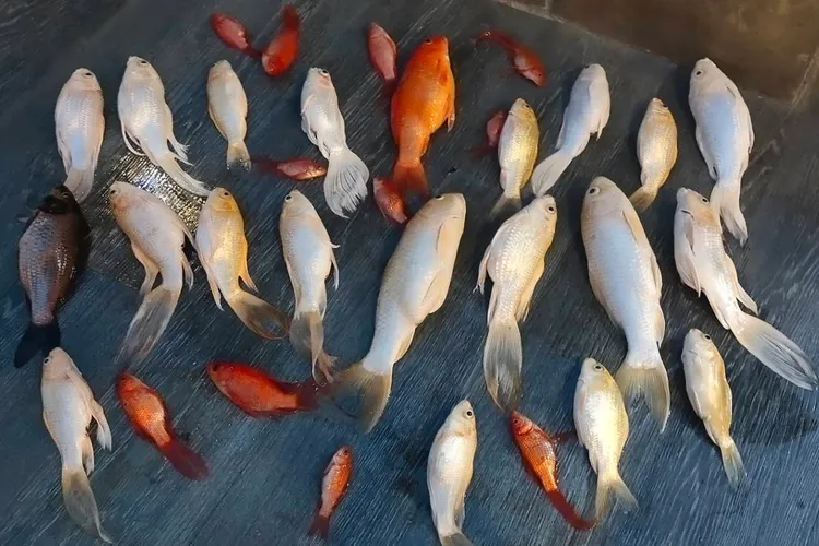 有民眾發現池中錦鯉遭噴藥「誤殺」。吳先生提供