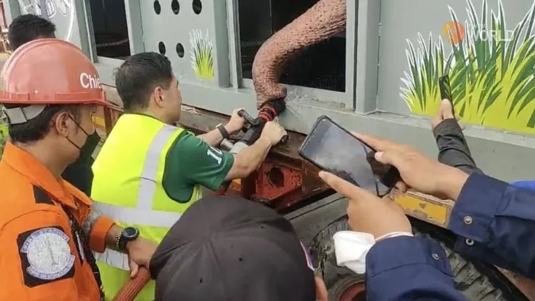 泰國官員歡迎大象回國，拿水管餵水給大象飲用。翻攝泰國PBS