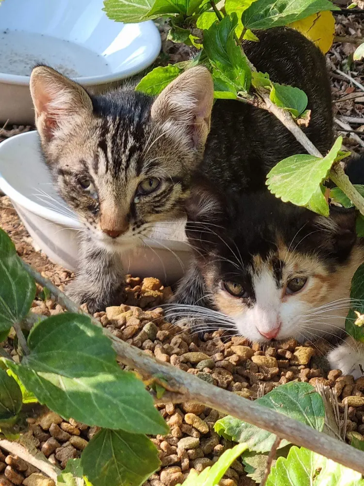 翻攝塞普勒斯愛護貓咪福利協會臉書