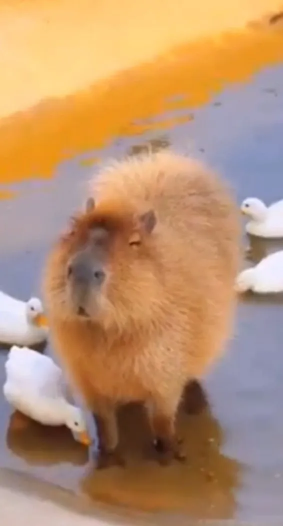 水豚半水棲的食草動物，也是世界上體型最大的齧齒類動物。FB：Yannis Liou 提供