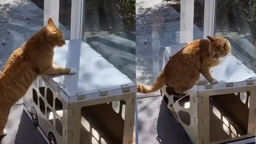 肥貓就4ni! 紙箱的吶喊聲:阿橘我撐不住你啊