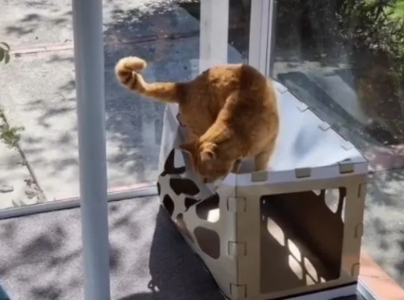 發生甚麼事，我有那麼重嗎？IG @petsis_high 提供