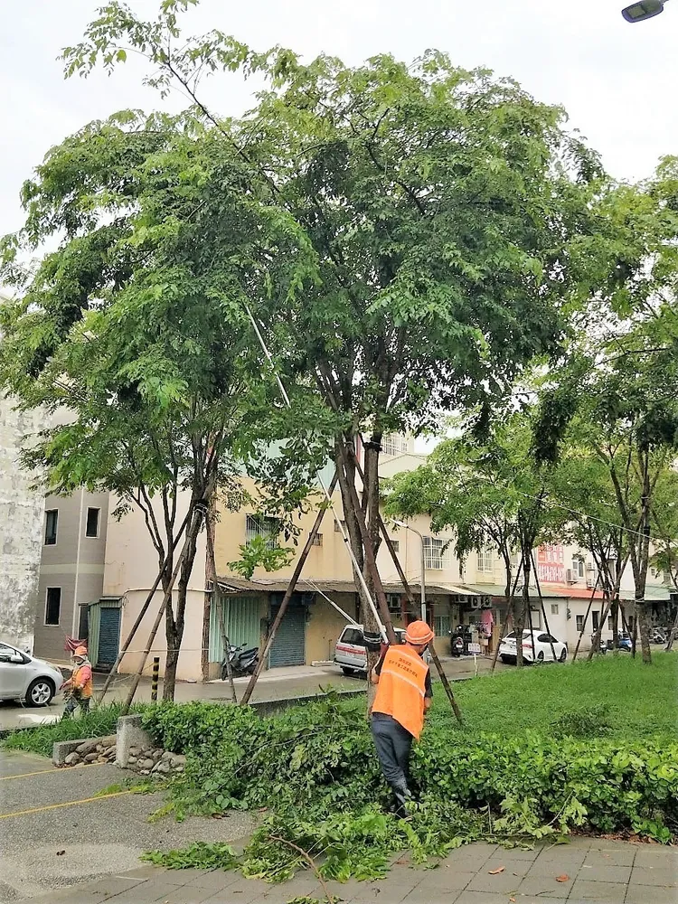 工務局巡查鐵路地下化鳳山園道，固定路樹。工務局提供