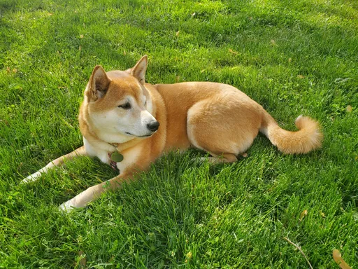 狗狗6樓墜樓身亡 飼主有責!「過失傷害致死」罰1.5萬