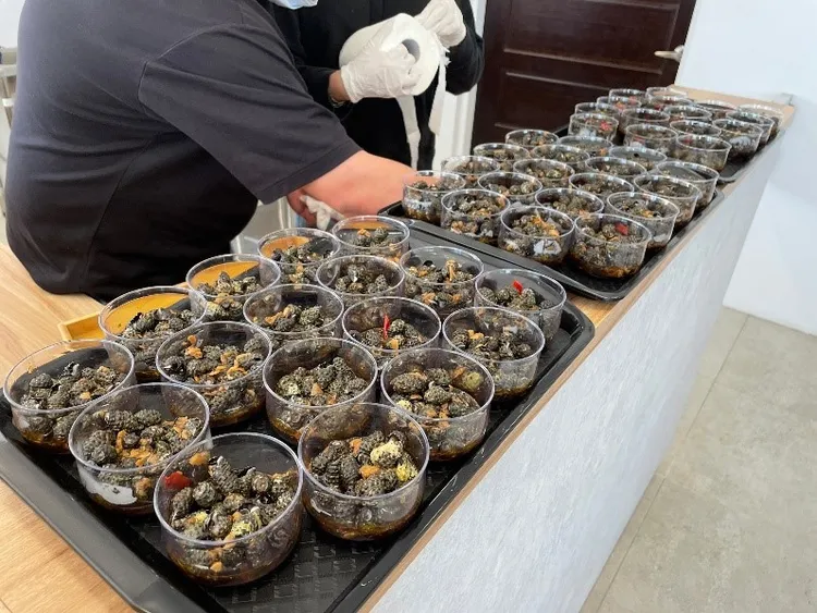 金點草里驛棧燒酒螺料理。漁業處提供