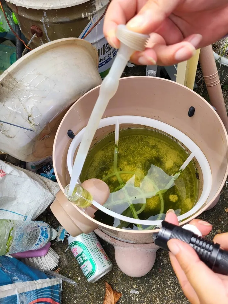 市府積極巡查孳生源。市府提供