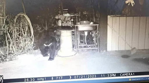 台灣黑熊罕見出沒廬山 南投林管處首例自主通報