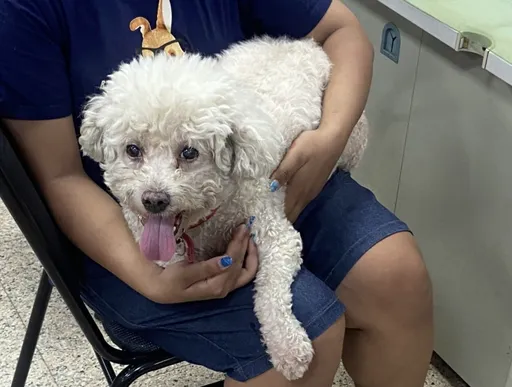 比熊犬贪玩翘家!员警一看「又是你」 灵机一动助返家