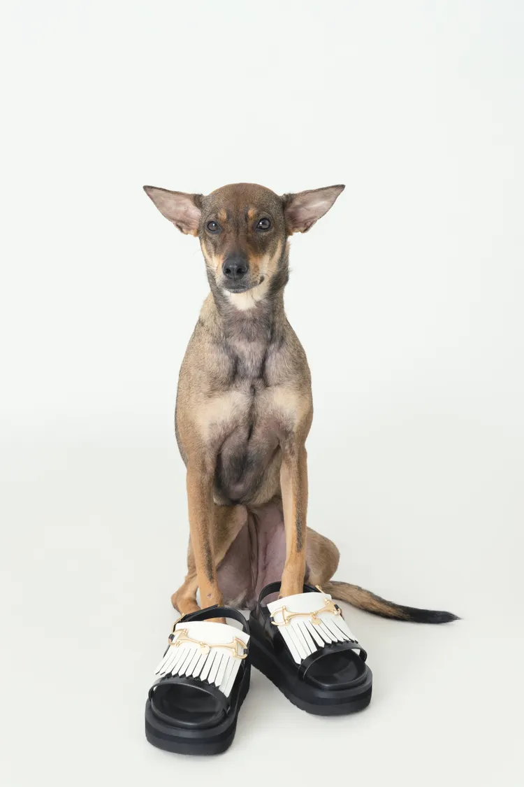 流蘇厚底涼鞋，2590元。品牌提供