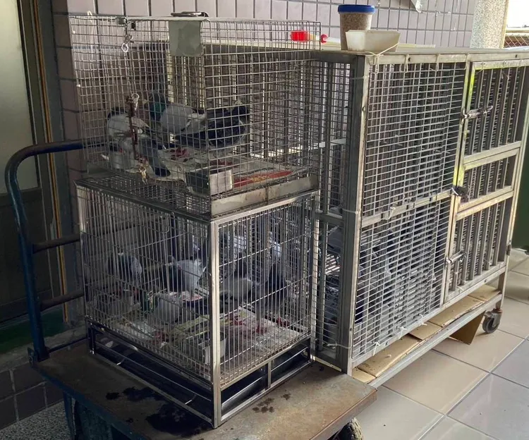 動保處已將鴿子帶回安置。市府提供