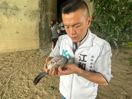 台中34隻鴿子遭剪羽、斷腳 疑賽鴿棄養丟橋下!動保處追飼主可重罰200萬