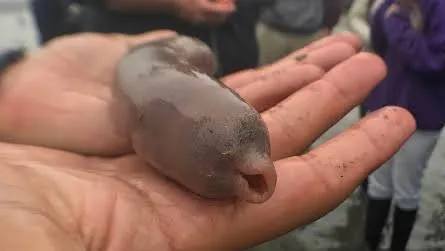 「30公分姊夫」生猛上岸 涼拌生食「姊姊開心媽媽樂」