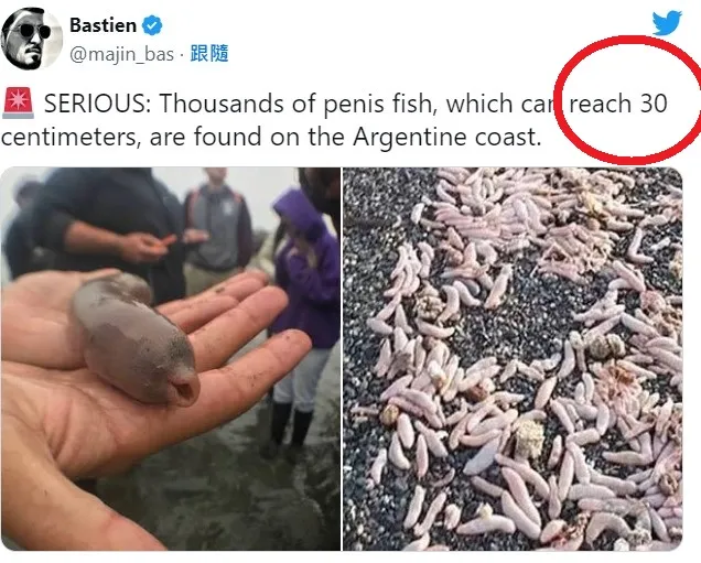 當地居民實測，這批「陰莖魚」超過30公分（紅圈），遠勝台灣鄉民。翻攝twitter@majin_bas