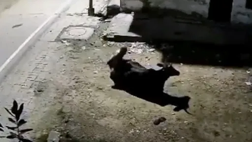 變態男當街性侵「硬上一頭牛」　被捕揭露竟是人獸交慣犯