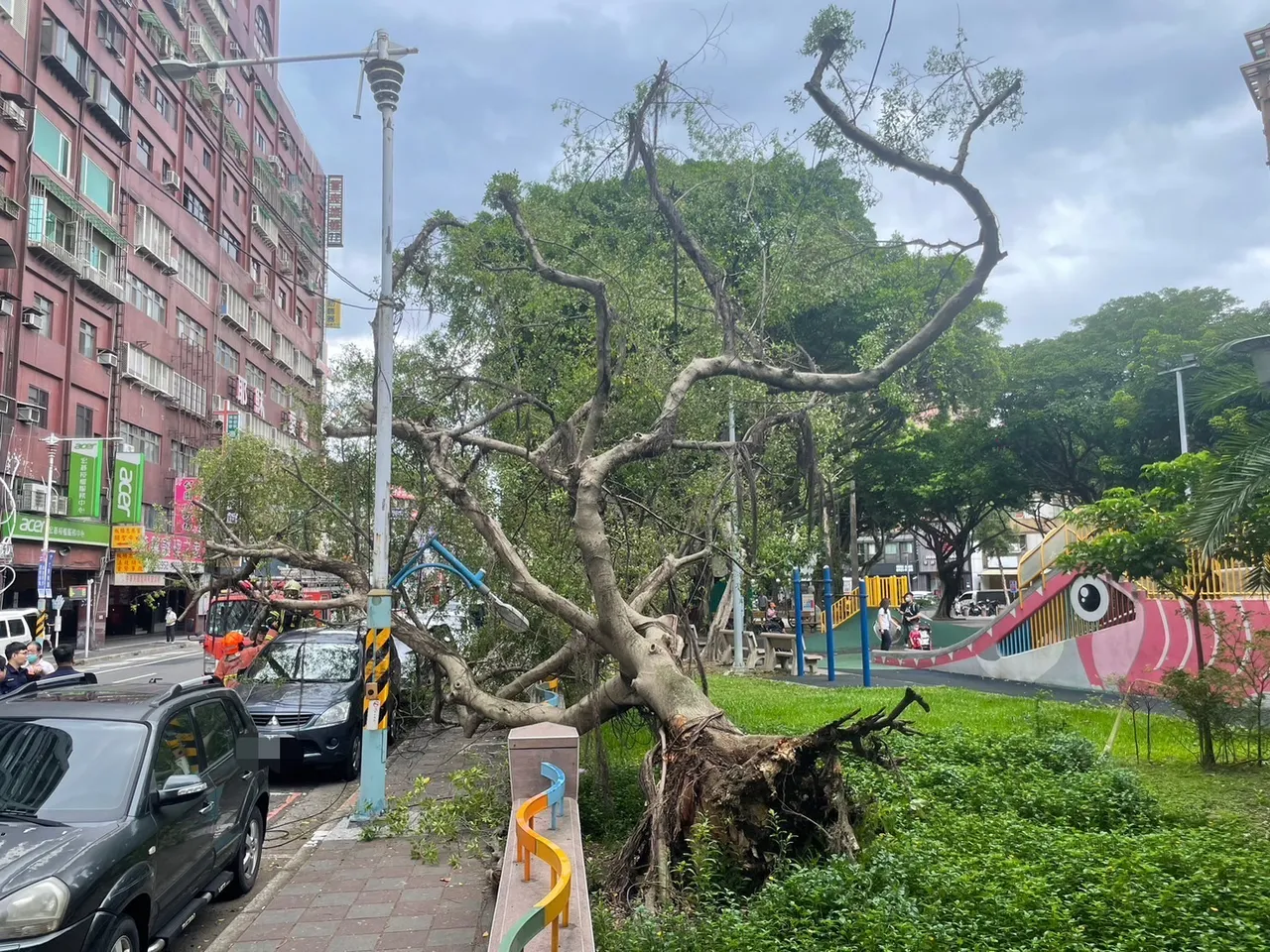 強風颳到板橋介壽公園兩棵路樹,壓到停在路邊的兩輛轎車與電線。翻攝畫面