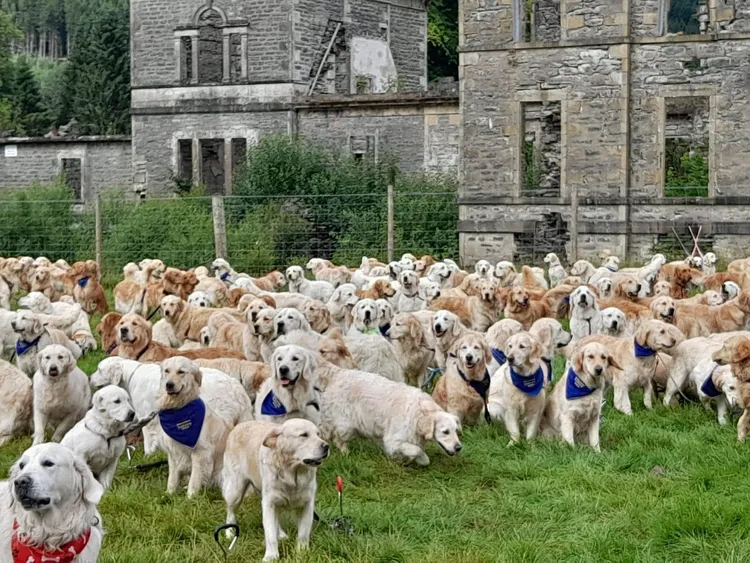 翻攝新南威爾斯黃金獵犬俱樂部臉書專頁