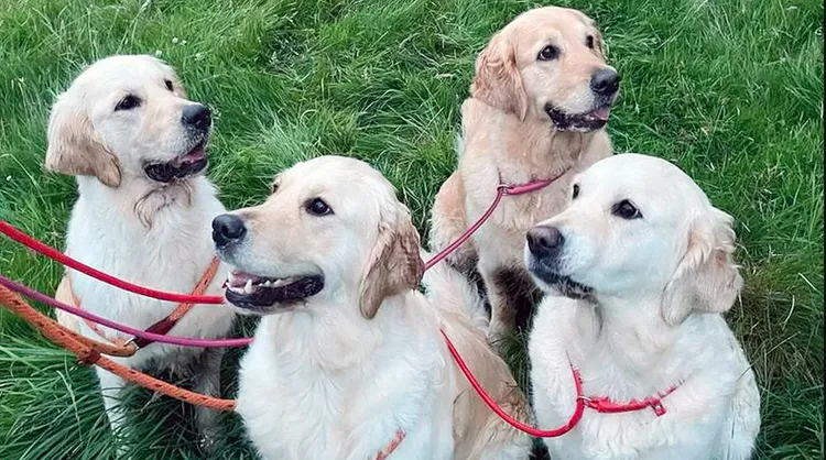 翻攝英國廣播公司網站