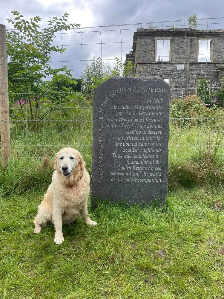 吉薩晨莊園是黃金獵犬的誕生地。翻攝Rachel McIntosh臉書