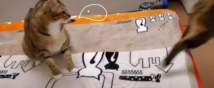 元氣貓咪想親近喬巴貓咪，喬巴貓咪不領情。TikTok@yoona2929 提供