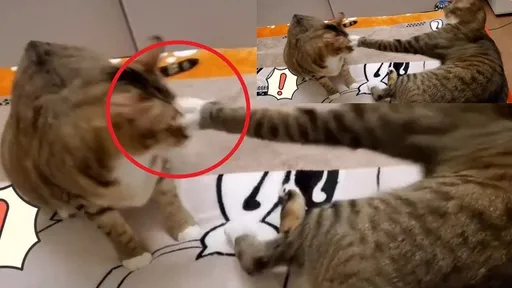 你你你不講武德!可以這樣搖擺出拳 然後就逃跑了嗎?