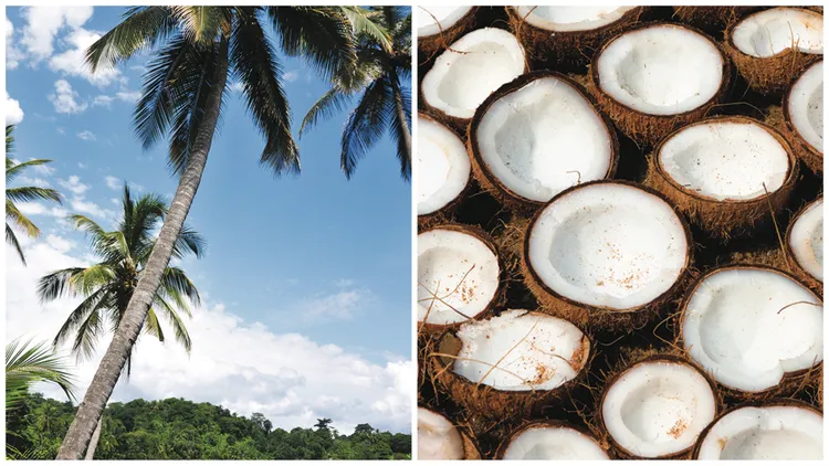 蜜葳特椰子油所使用的椰子，來自最接近赤道與格林威治子午線相交點的島國聖多美普林西比。品牌提供