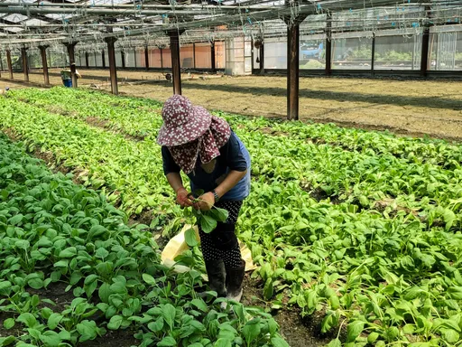 熱傷害就醫多1.6倍!熱中暑死亡率高達3成 百萬農夫靠4招保平安