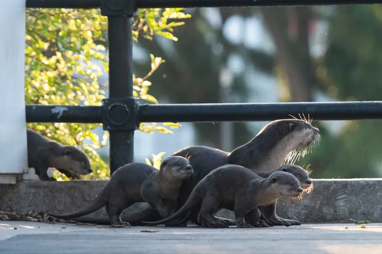 水獺家族。新華社