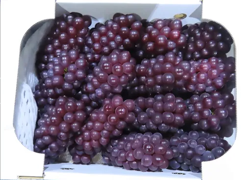 吃葡萄不吐葡萄籽!醫切斷腸爆出300顆 都因他這些習慣釀禍