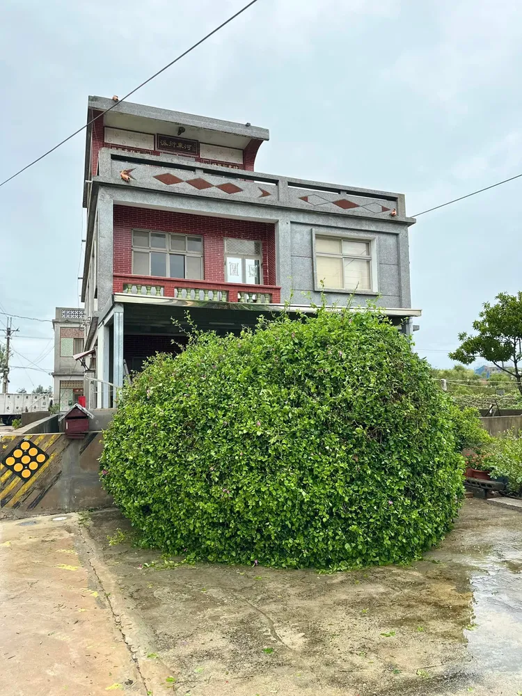 「鋼盔九重葛」不敵杜蘇芮颱風，應聲倒地。民眾提供