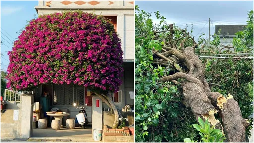 網美景點毀了!金門「鋼盔九重葛」被颱風吹斷 網哭:好可惜