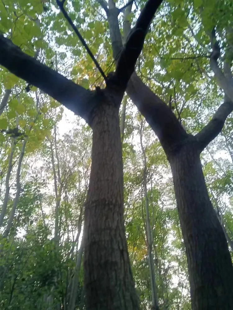 劉家的地本來種滿了樹木。翻攝微博