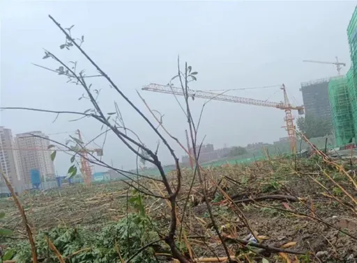 她家的地种满树一夜被铲平　当地官员辩「没有强铲」、网友：心知肚明