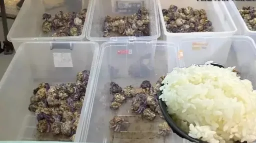 快炒配白飯？中國夫妻沖繩抓682隻寄居蟹稱「要吃」　真相曝光網友暴動