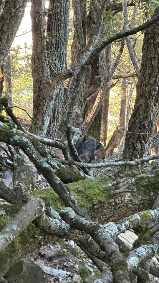 有網友表示也曾在山上遇到山豬。翻攝自臉書社團「登山通報站」