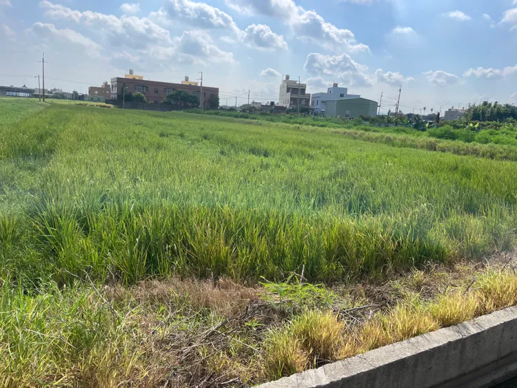 稻作枯萎。莊姓農友提供