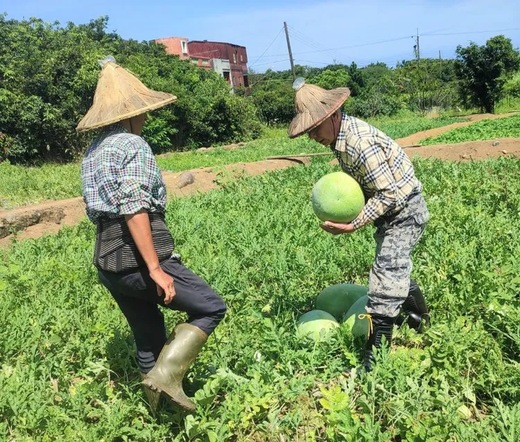 瓜農精心挑選田間優質的西瓜參與評鑑，力拼總統牌西瓜頭銜。公所提供