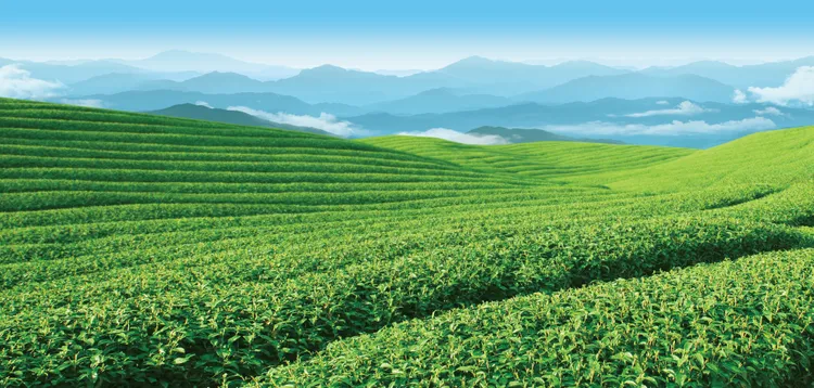 四季春做成的茶品茶香濃郁且帶有自然花香，風味獨特，清爽回甘。御茶園提供