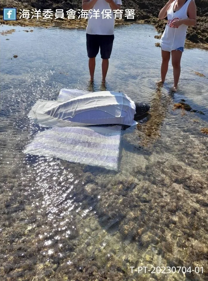 屏東縣萬里桐海域潮間帶發現活體革龜擱淺。墾管處提供