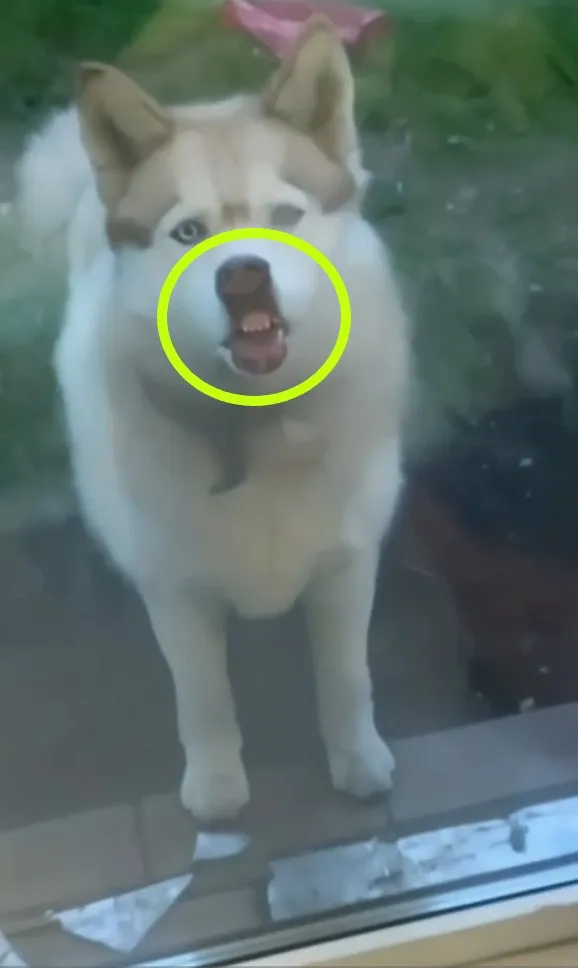 還不快開門，偶鼻子都貼在玻璃上了，狗鼻變豬鼻牙齦都露出來了，像話嗎？IG @cats_dog_earth 提供