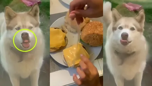 主人壞壞！可憐哈士奇嘴都張開了　就是不給牠吃