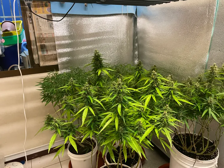 程嫌在租屋處種植23株大麻。民眾提供