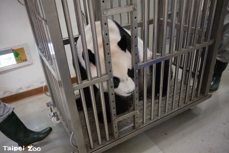 圓圓前往新室內活動場。園方提供