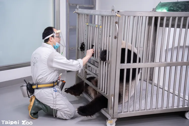 遊客可以近距離看到圓圓接受醫療訓練過程。動物園提供