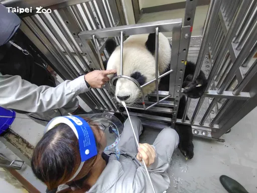 北市動物園「志玲姐姐」新設落地窗 遊客能看貓熊點眼藥