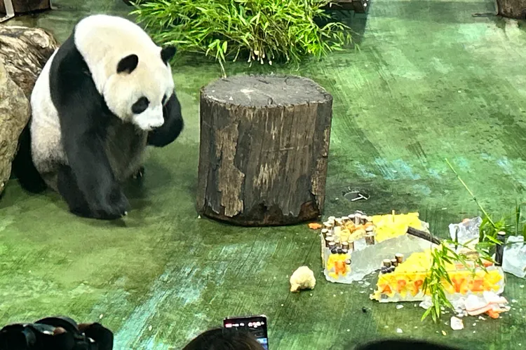 圓仔萌照。美聯社