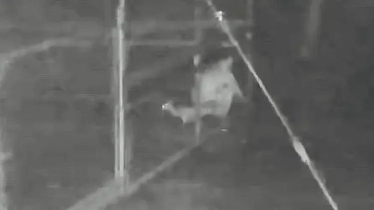 小鹿慘遭逮住。翻攝畫面