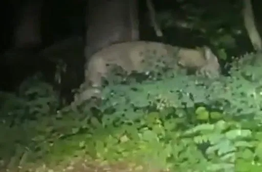 柏林都市傳說!民眾遇獅子獵殺野豬 警也剉:難以置信