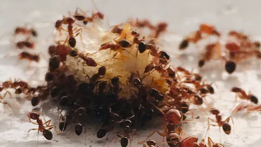 他被「群蟻口交」咬到小雞變大鵰 拍片秀擴莖術!讓醫師網友都傻眼