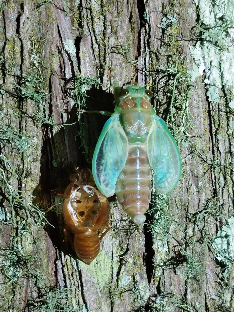 騷蟬幼蟲在土裡生活約7年，最後脫殼蛻變羽化成蟬。武陵農場提供