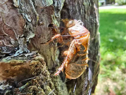 「天蟬變」影片曝光! 台灣騷蟬武陵農場爭鳴 達人引領夜觀奇景